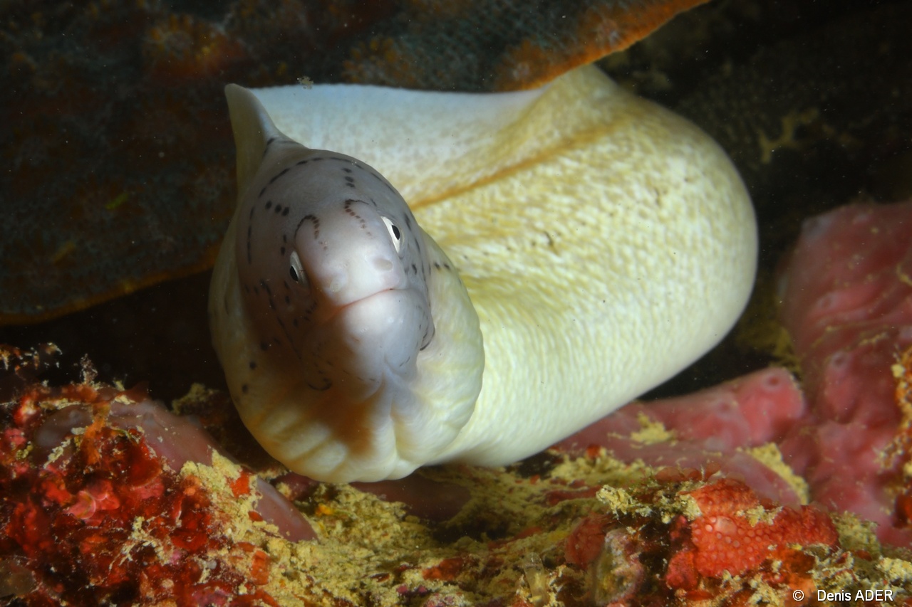 Gymnothorax griseus Murene grise-Mahe Barges jumelles-15m-20190608-Denis-ADER-DSC_7868_tn.jpg